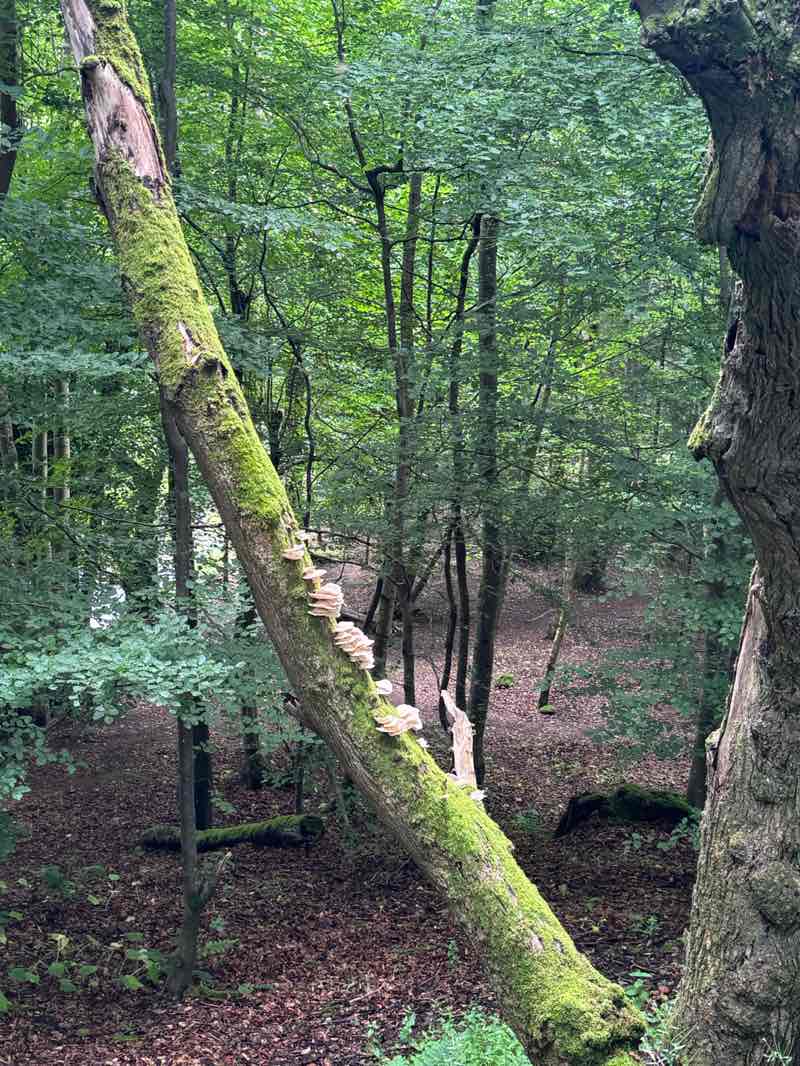 walking near me in Mineralwell Park in summer