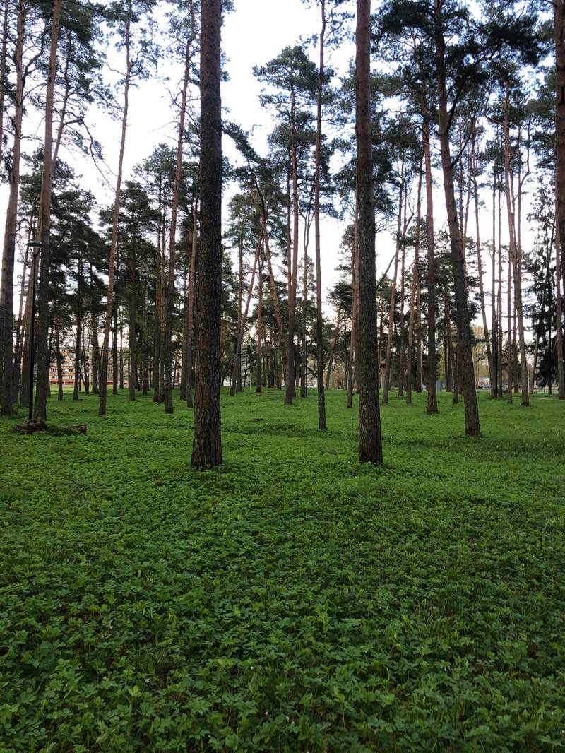 walking near me in Männiku Park in spring