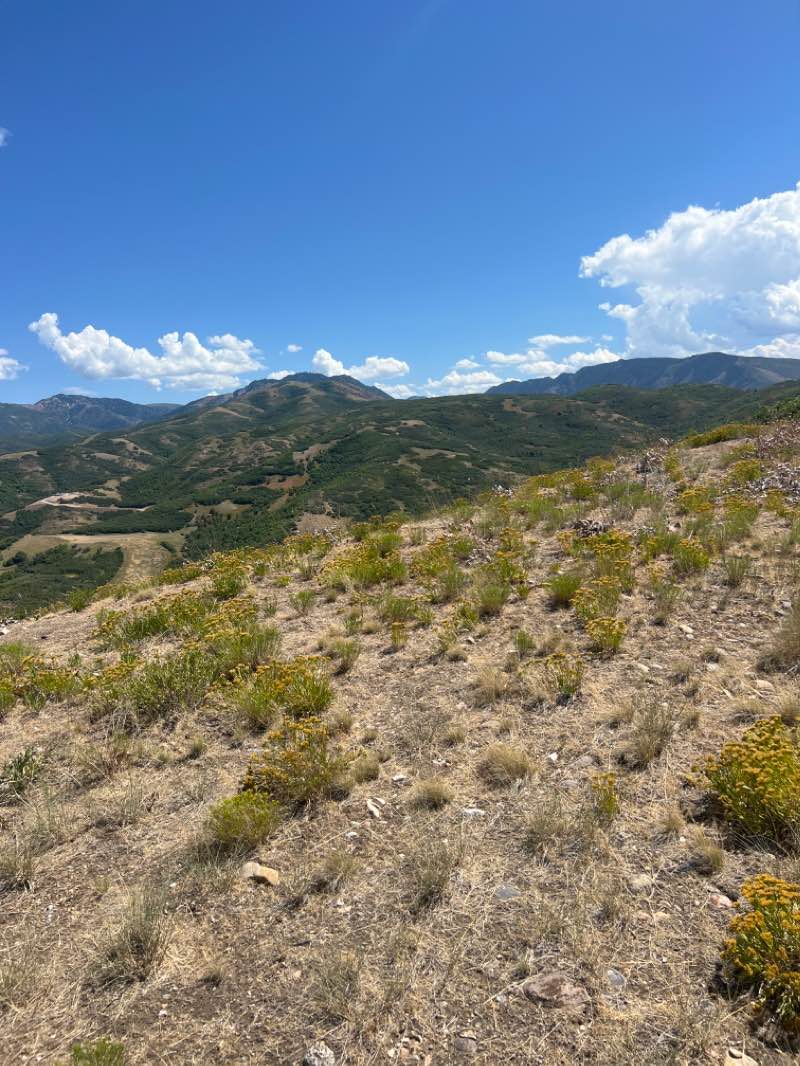 walking near me in Wild Rose Trailhead Park in winter
