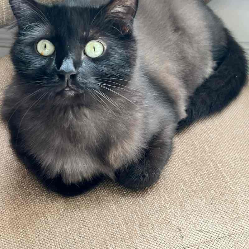 monicaarmenta71 post 1