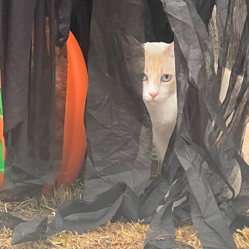 monicaarmenta71 post 1