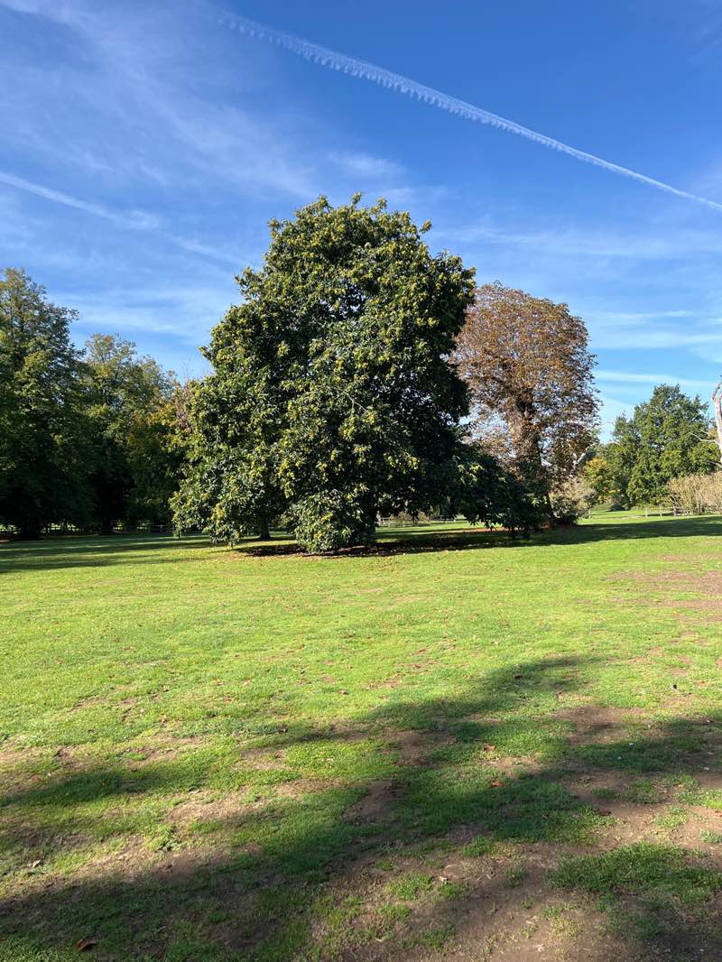 walking near me in Delapre Estate in autumn