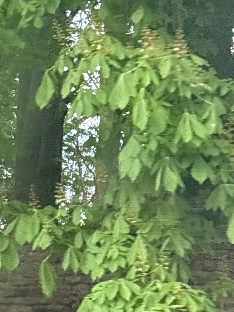 walking near me in Delapre Estate in spring