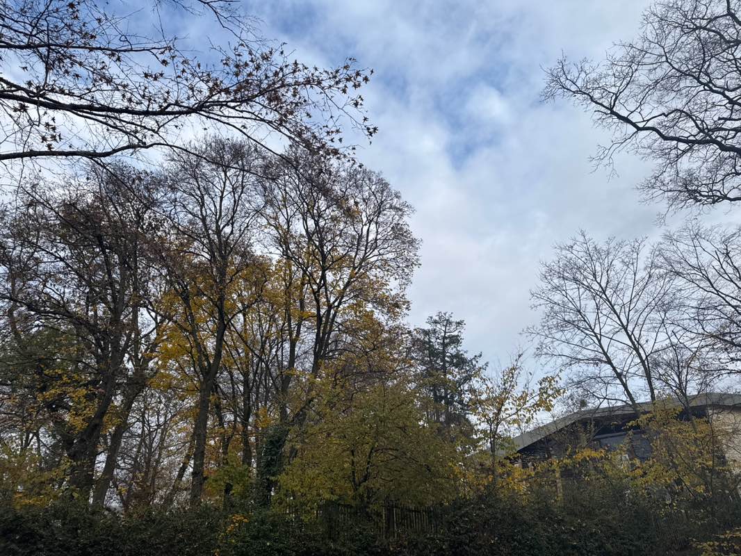 walking near me in Wolfskehl'scher Park in autumn