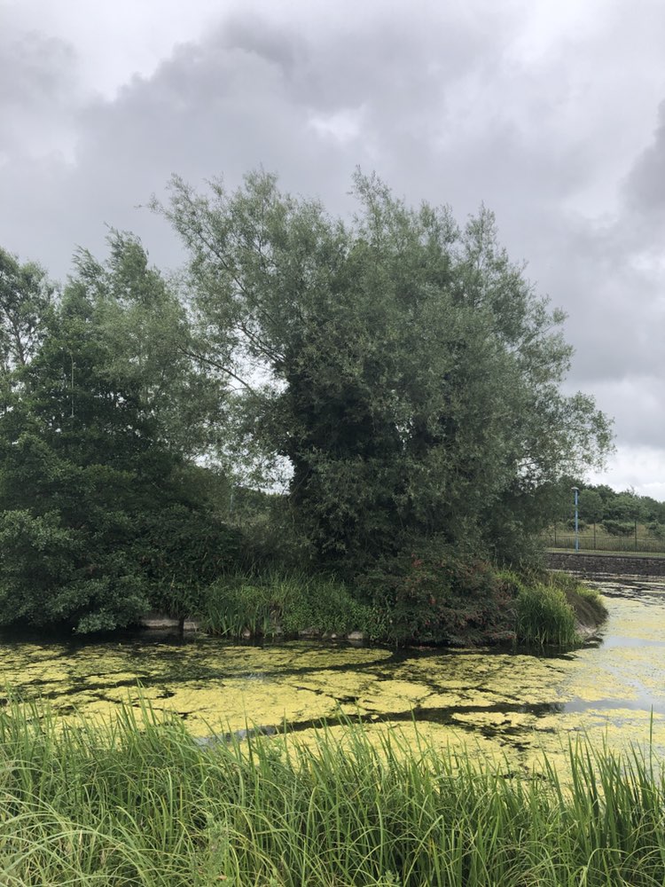 walking near me in Castle Lake Walk in summer
