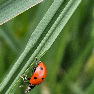 oksanawolfson post 1