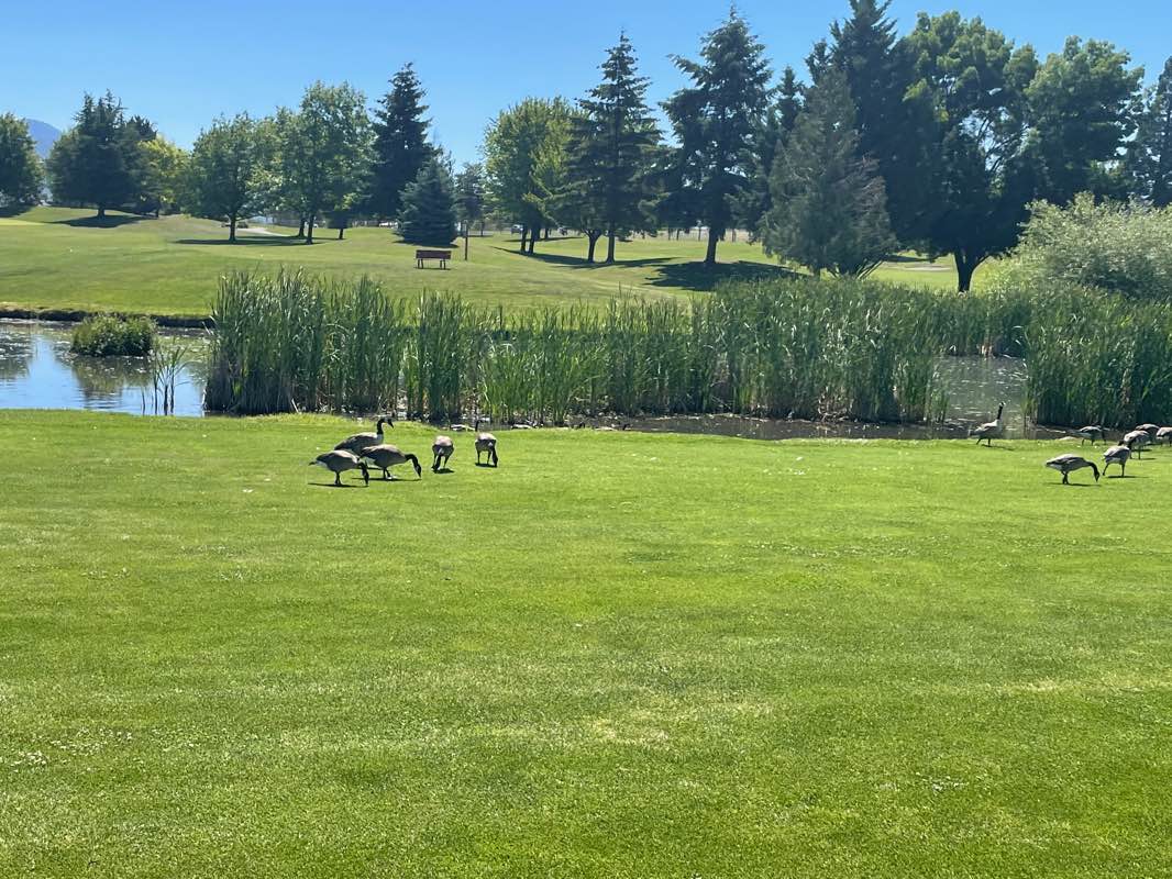 walking near me in Fichtner Mainwaring Park in winter