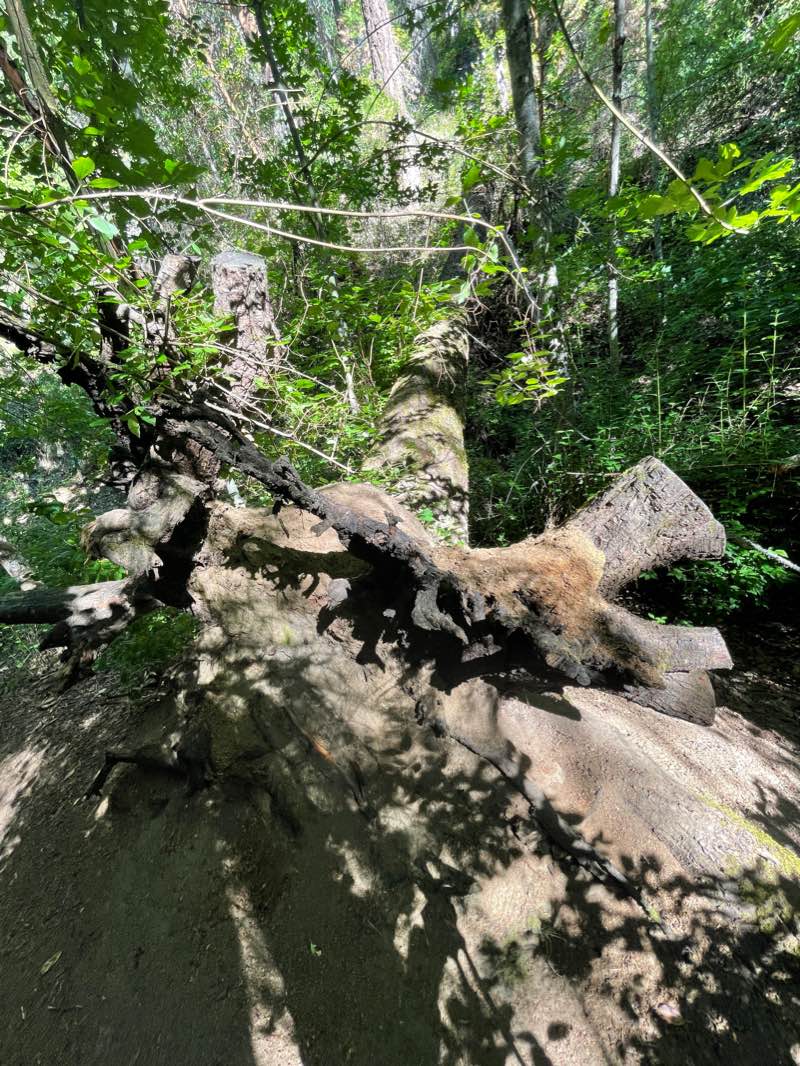 walking near me in Siskiyou Mountain Park in winter