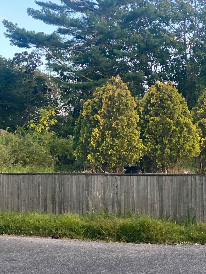 walking near me in Johns Neck State Tidal Wetland in autumn