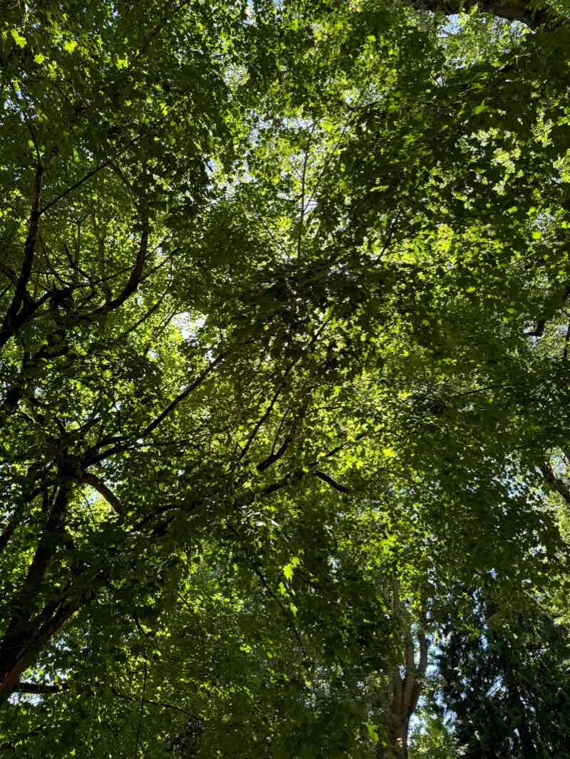 walking near me in Esther Short Park in winter