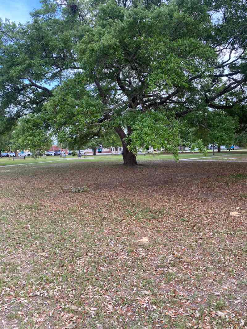 walking near me in Cordova Square in spring