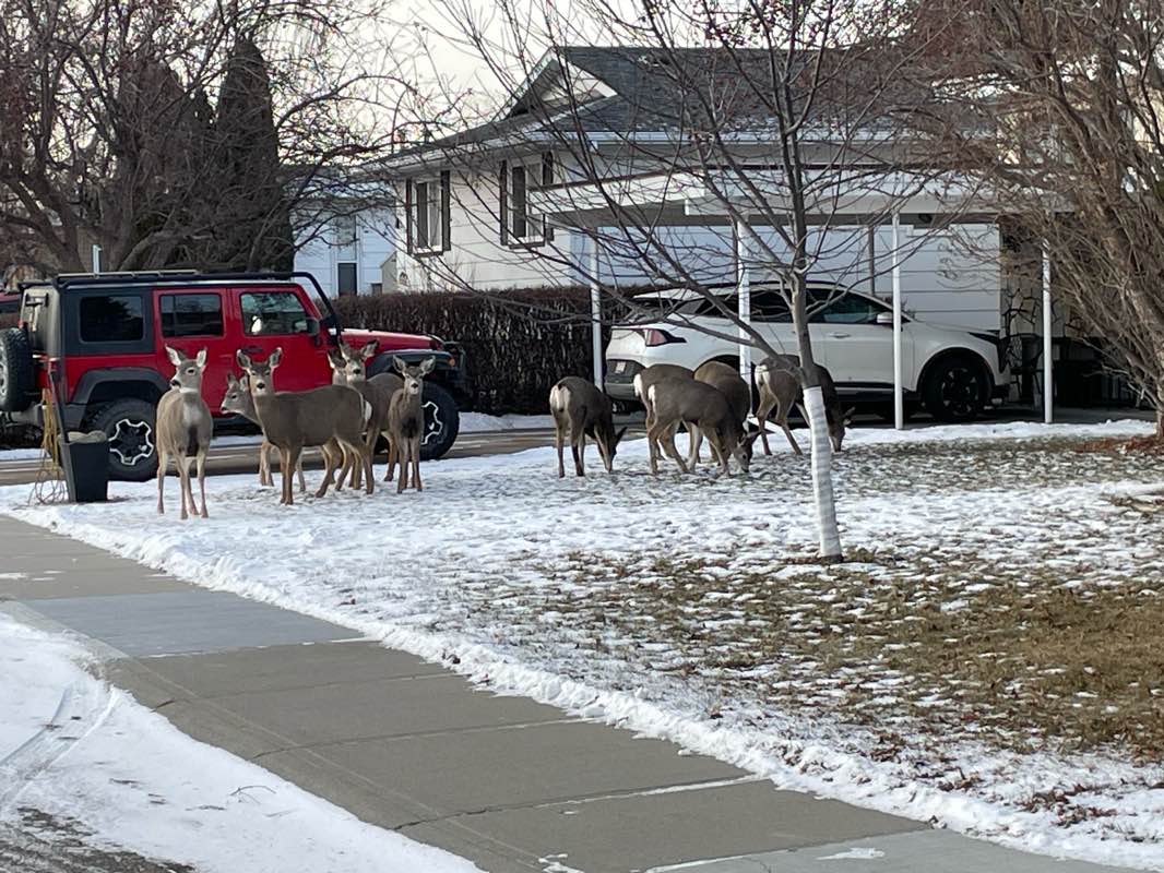 walking near me in Chinook Park in winter