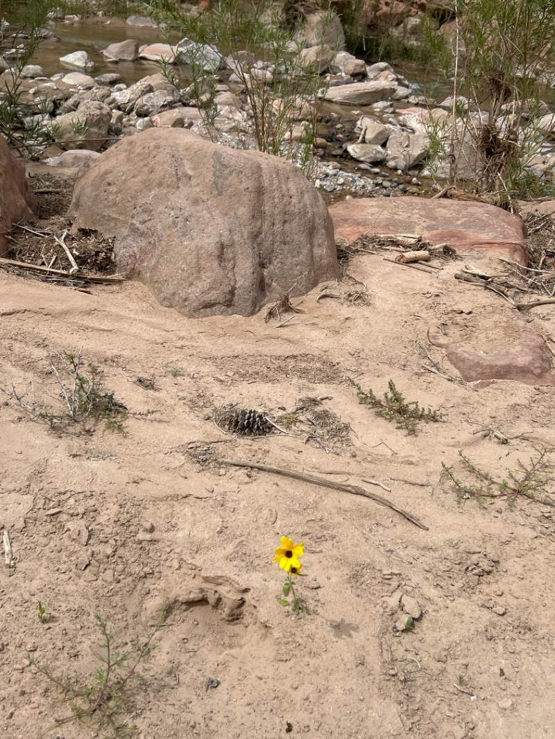 walking near me in Paria Canyon-Vermilion Cliffs Wilderness in summer