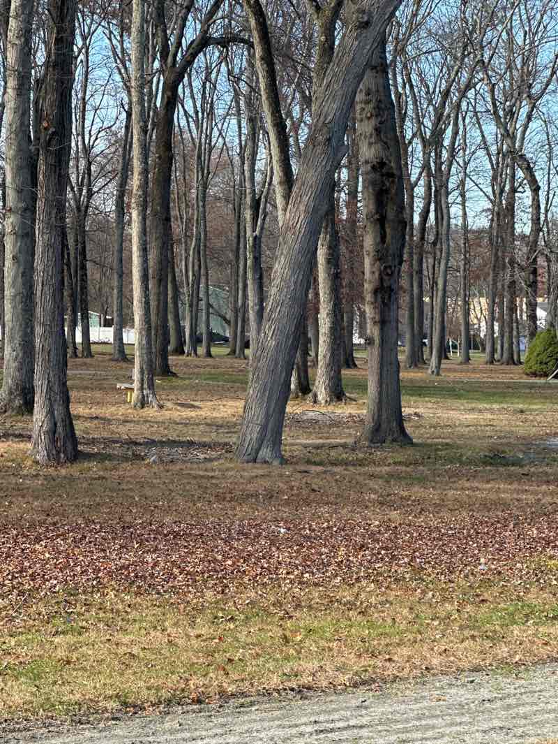 walking near me in Llyn Park in autumn
