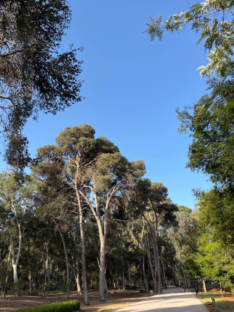 walking near me in Parc Ibn Sina in winter