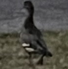 Aussie Pride Aussie Pride post image