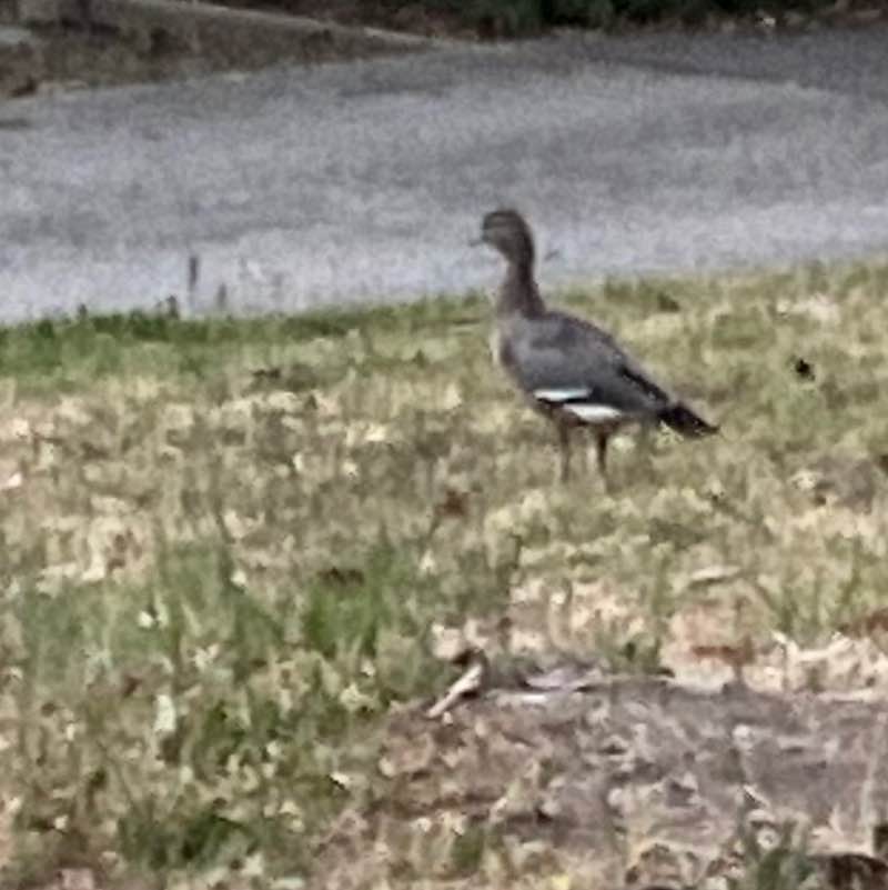 Aussie Pride Aussie Pride post image