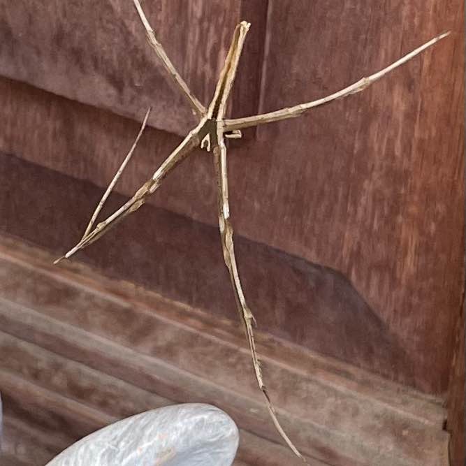 Aussie Pride Aussie Pride post image