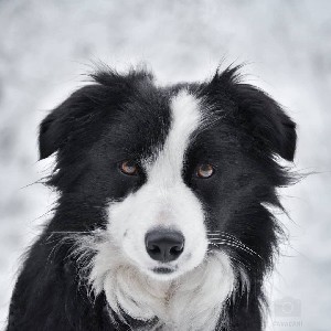 kudlata_ferajna icon