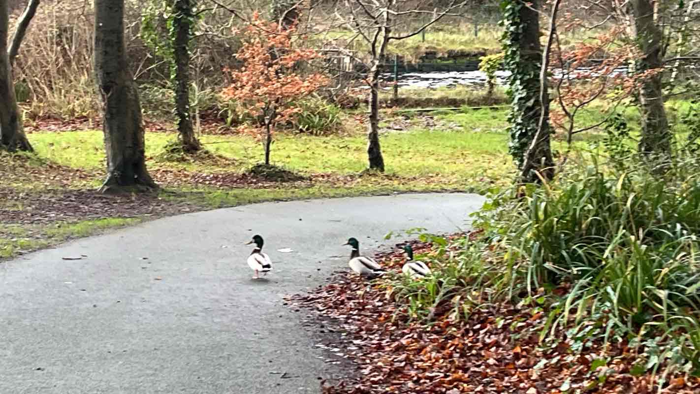walking near me in Clew Bay Park in winter