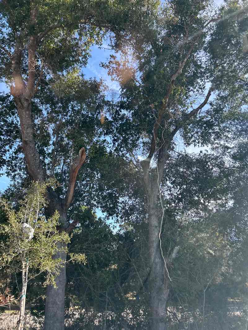 walking near me in Mayo Park in autumn