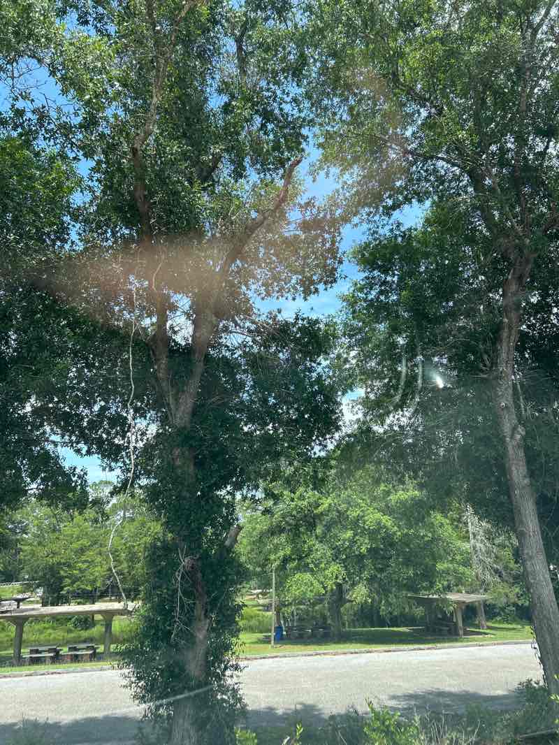 walking near me in Mayo Park in summer
