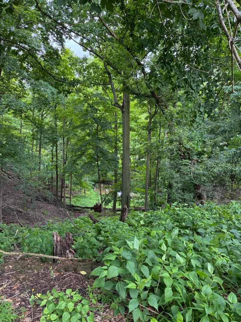 walking near me in Elywood Park in summer