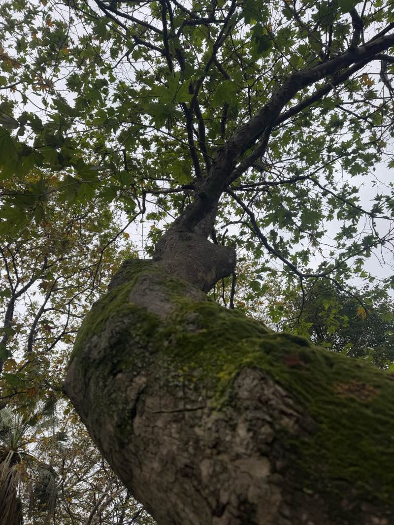 walking near me in Trabzon Avni Aker National Garden in autumn