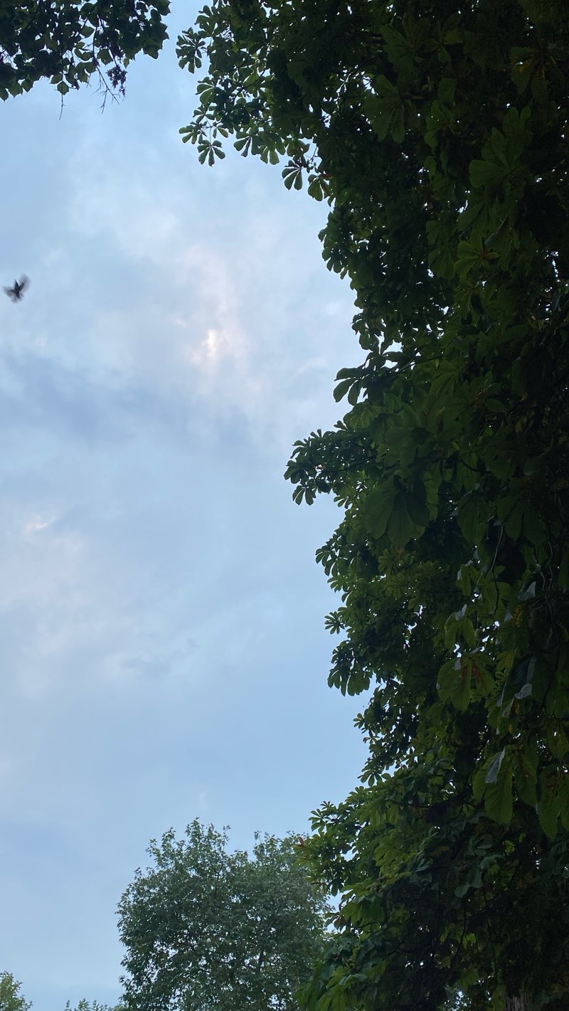 walking near me in Şehit Asteğmen Coşkun Davulcu Parkı in autumn