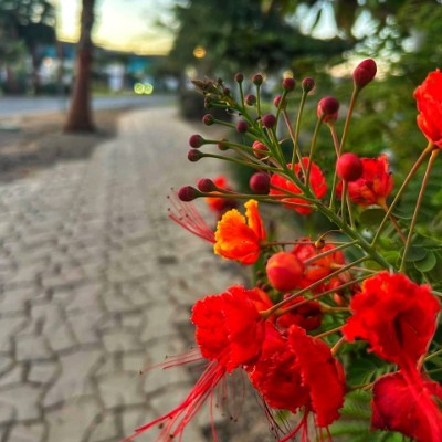 truth seekers Peer Zadah post image