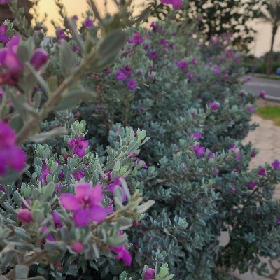 Happy Imperfect Pacers Peer  Zadah post image