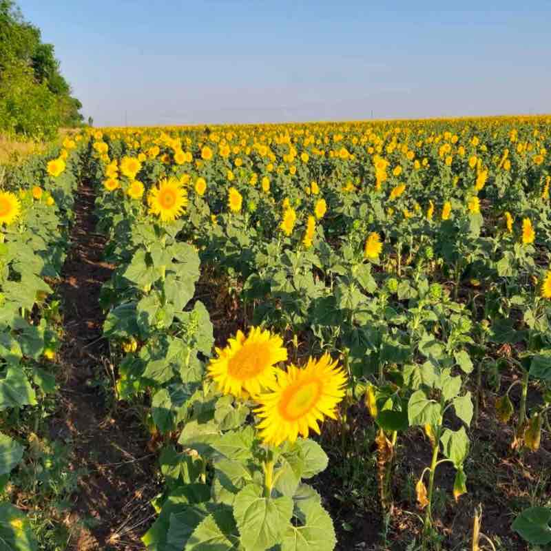 Zp City ,,Zaporozhye’’ 🔥🔥🔥Igor🔥🔥🔥 post image