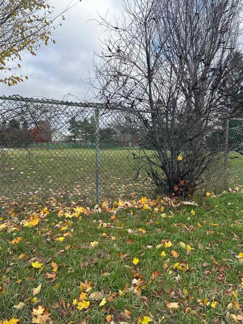 walking near me in Conroy Park in autumn