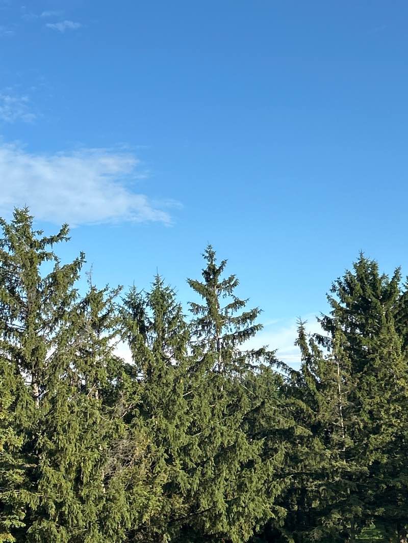 walking near me in Bruff Park in summer