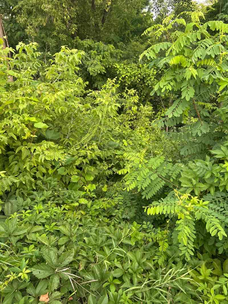walking near me in Greenboro Park in summer