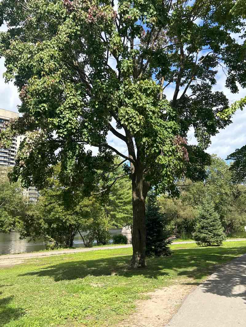 walking near me in River Road Park in summer