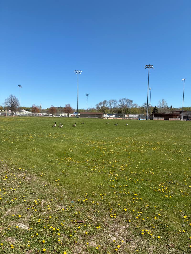 walking near me in Wildwood Athletic Park in spring