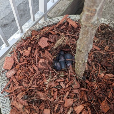 Prolece 2023 -Koracamo za decu Spasoje post image