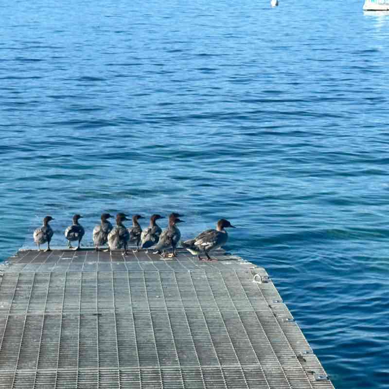 Daniela Massage 🇨🇭 post 2