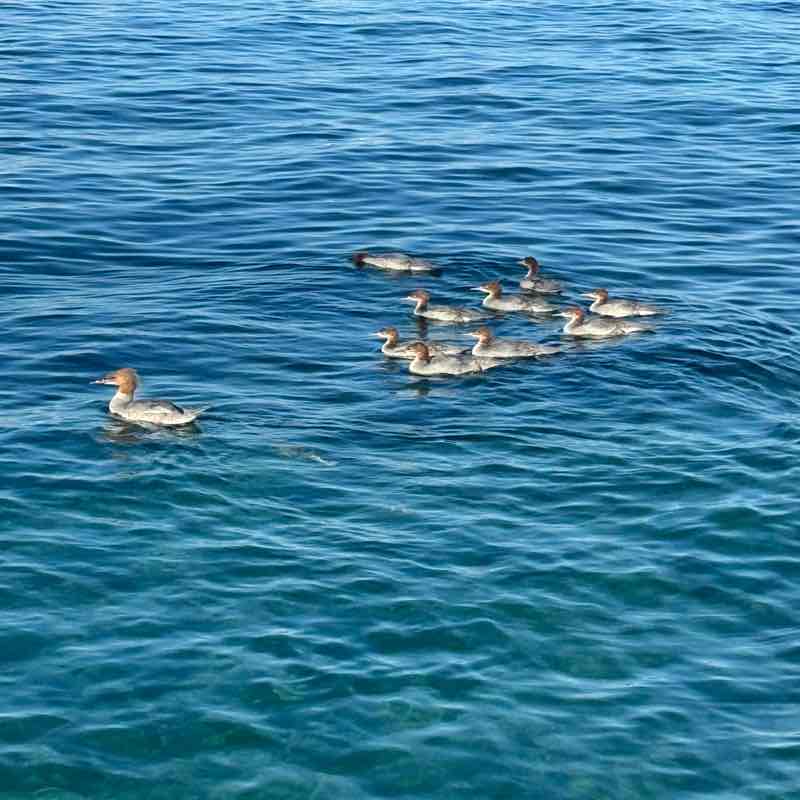 Daniela Massage 🇨🇭 post 3