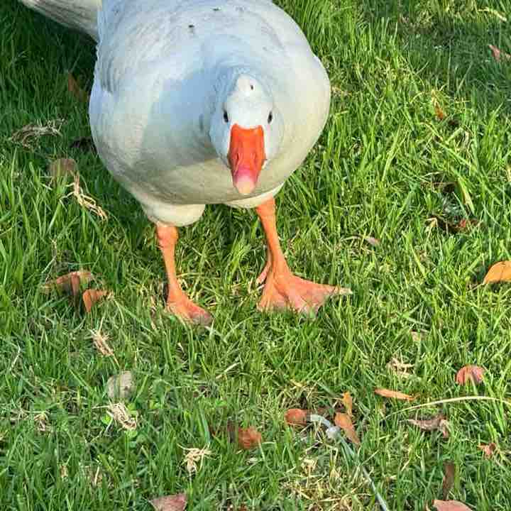 Daniela Massage 🇨🇭 post 3