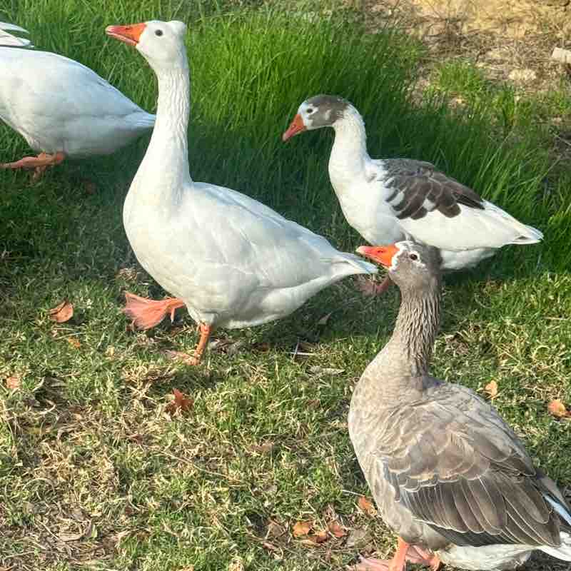 Daniela Massage 🇨🇭 post 2