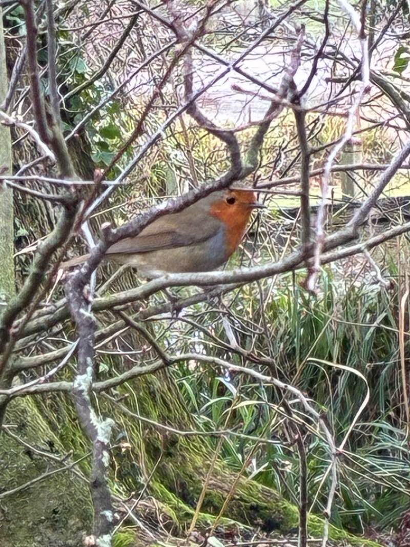 walking near me in Ward Jackson Park in winter