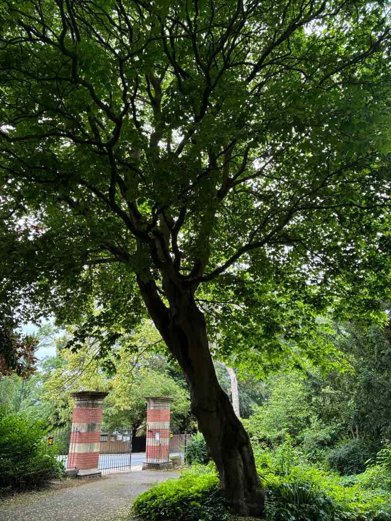 walking near me in Ward Jackson Park in summer
