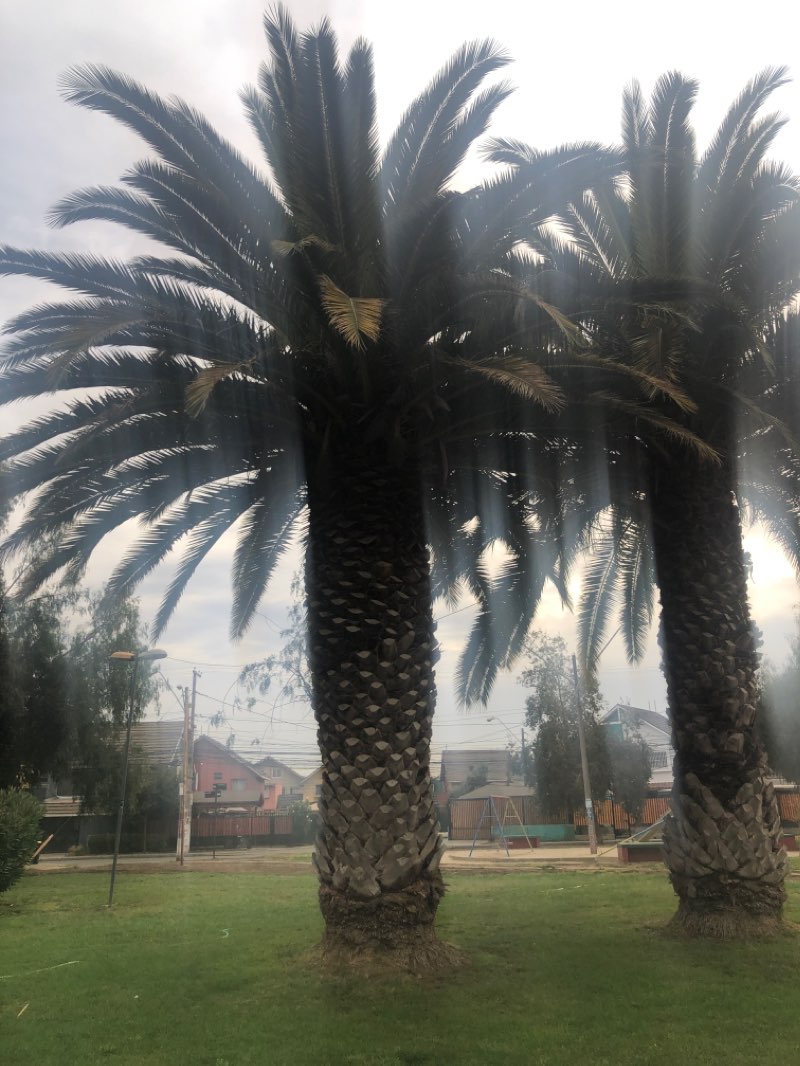 walking near me in Parque Isabel Riquelme in summer