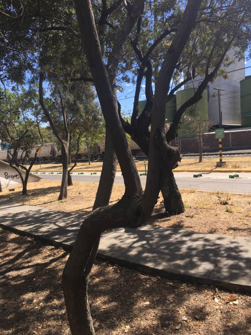 walking near me in Paseo Fray Alcalde in winter