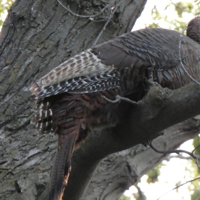 Prolece 2023 -Koracamo za decu Marija, bre! post image