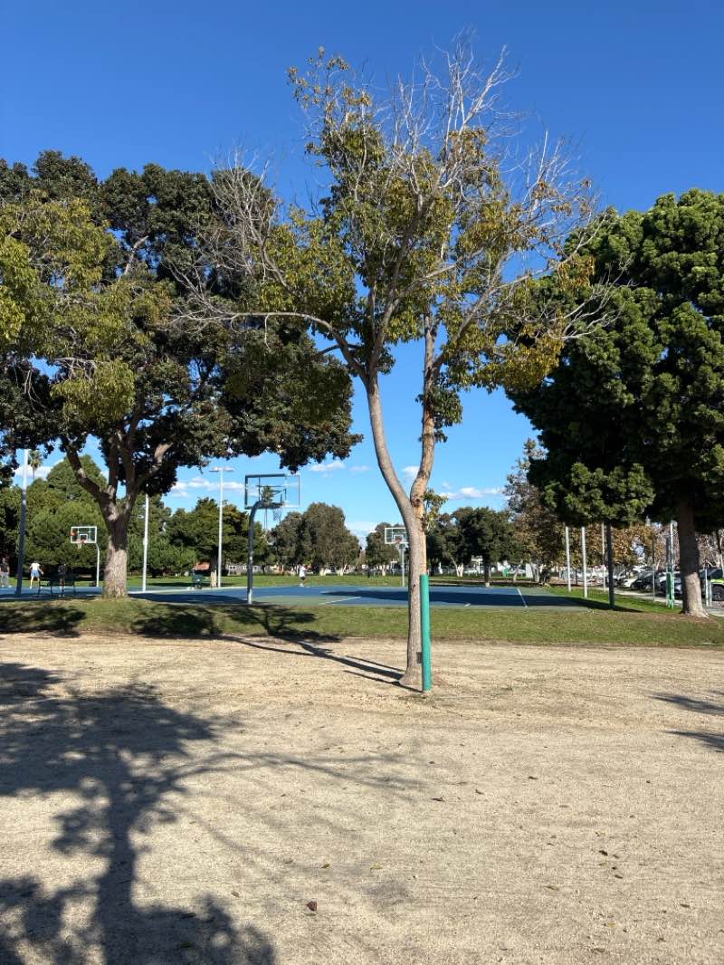 walking near me in Virginia Avenue Park in winter