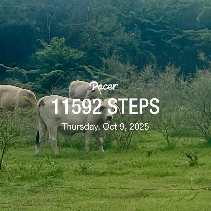 Vanessa 🇵🇷🌹 post 1