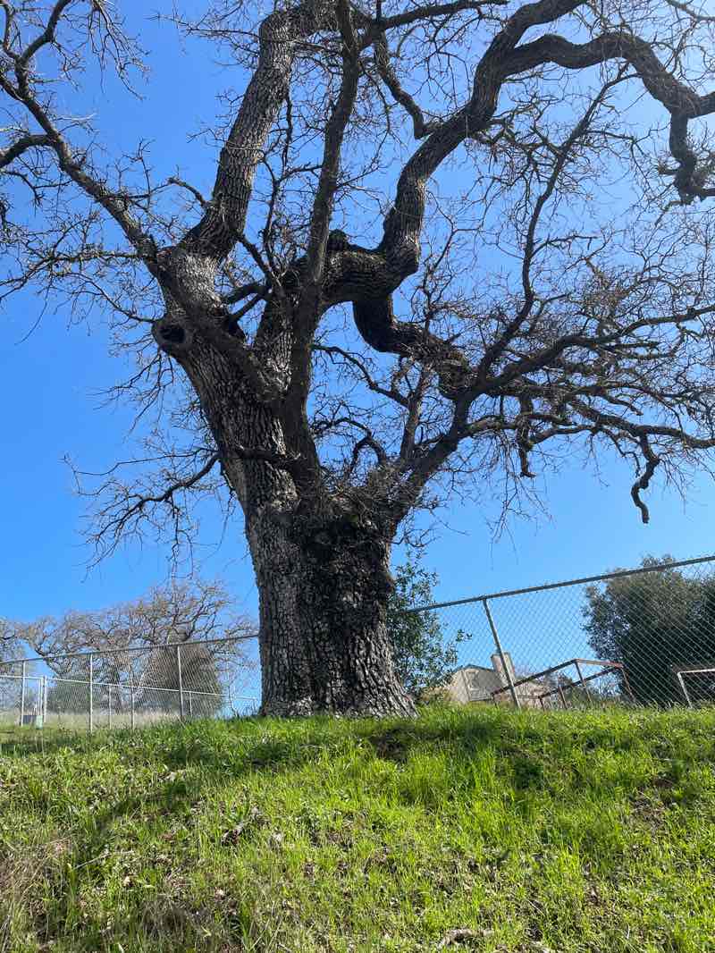 walking near me in Lynwood Hill Park in winter